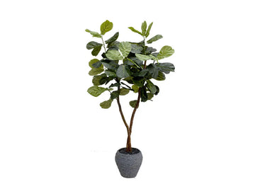 145292286:Mila 6Ft Fig Tree,