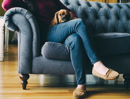 Removing Pet Hair and Odor from Furniture and Keeping it Off! Mor Furniture