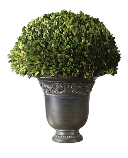 432683046:Globe Preserved Boxwood, Image 1