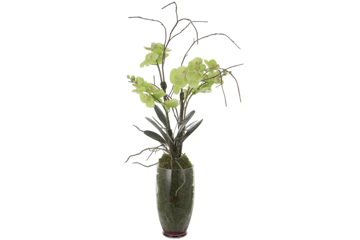 924848834:Valdive Orchid
