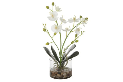 551607585:Glory Orchid