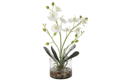 551607585:Glory Orchid