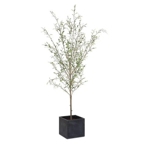 786971823:Abundance Plant, Front