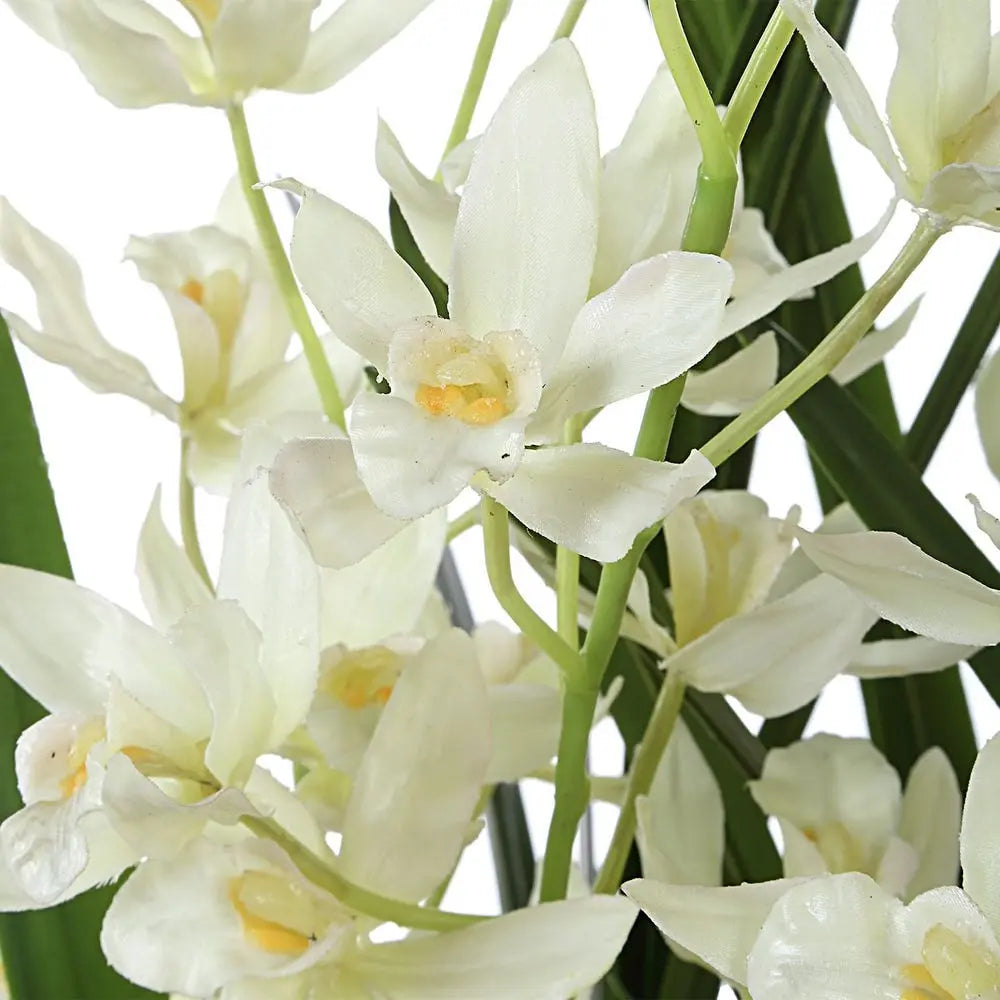 378131428:Ariana Orchid Plant,