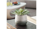 479989697:Dudleya Plant,