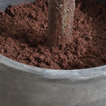012919355:Eden Plant,