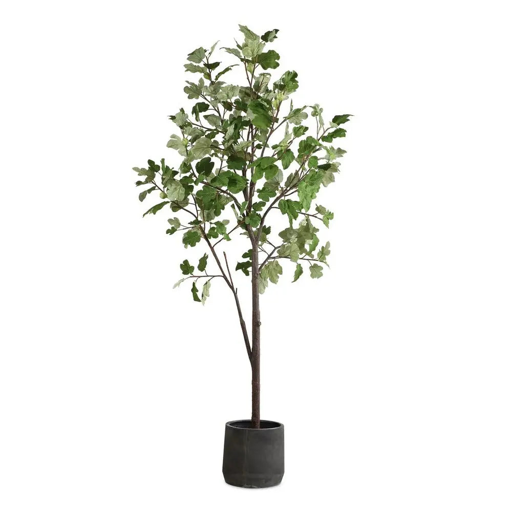 012919355:Eden Plant, Front