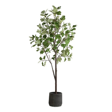 012919355:Eden Plant, Front