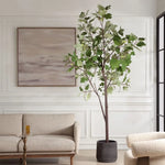 012919355:Eden Plant, Styled