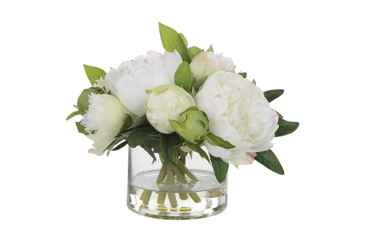 599257801:Garden Peony Plant,