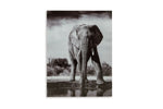 331436701:Glinyard Wall Art,