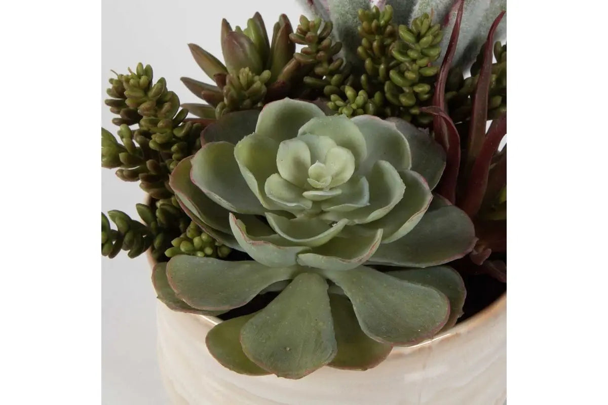829671787:Mesa Succulent Plant,