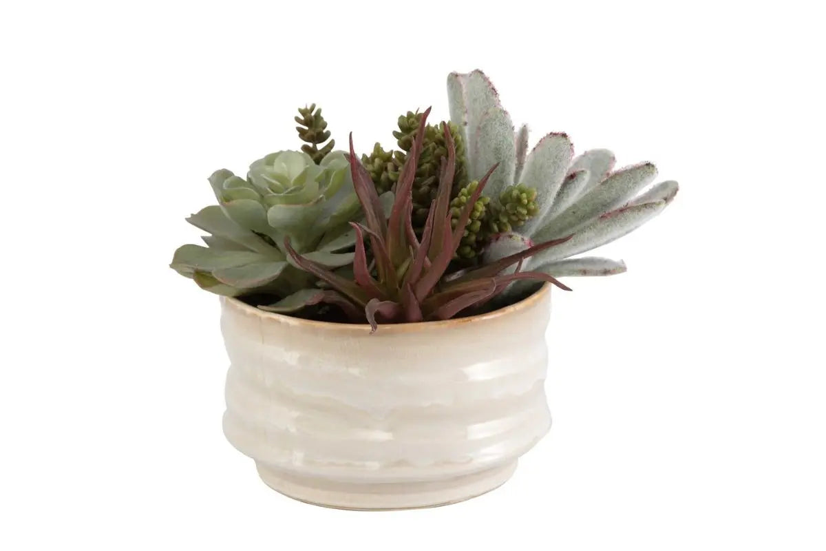 829671787:Mesa Succulent Plant, Front