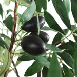 028531951:Olea Plant,