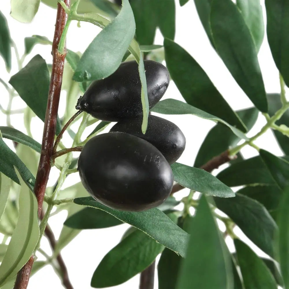 028531951:Olea Plant,