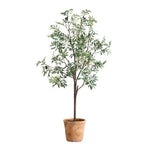 028531951:Olea Plant, Front