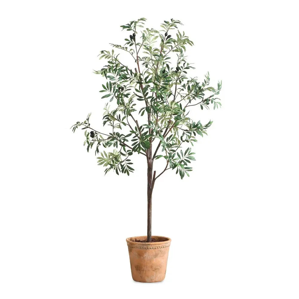 028531951:Olea Plant, Front
