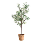 028531951:Olea Plant, Side
