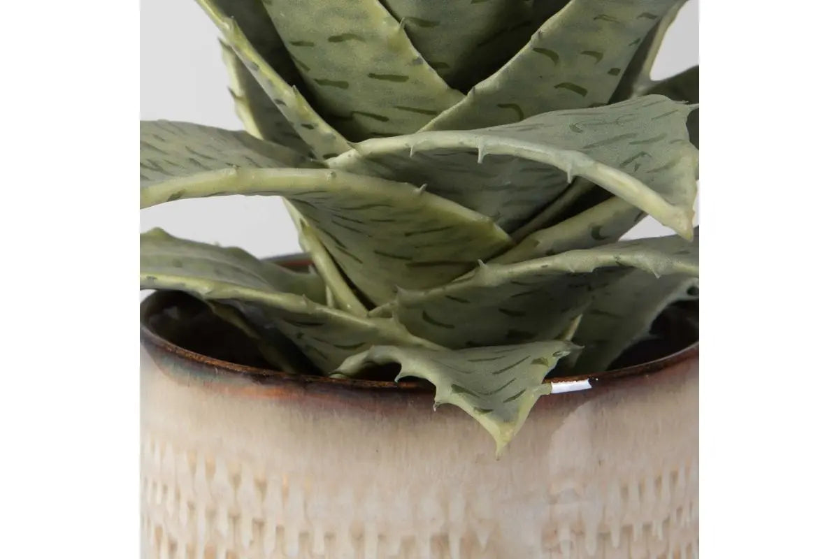909593951:Seaside Succulents Plant, Side