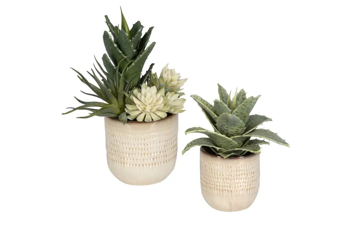 909593951:Seaside Succulents Plant, FrontSide