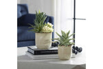 909593951:Seaside Succulents Plant, StyledSide