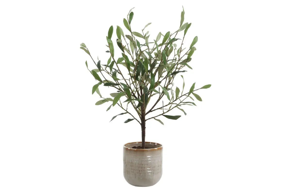 052571066:Solea Plant, Front