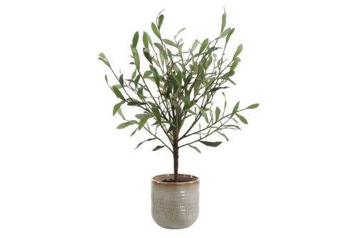 052571066:Solea Plant, Front