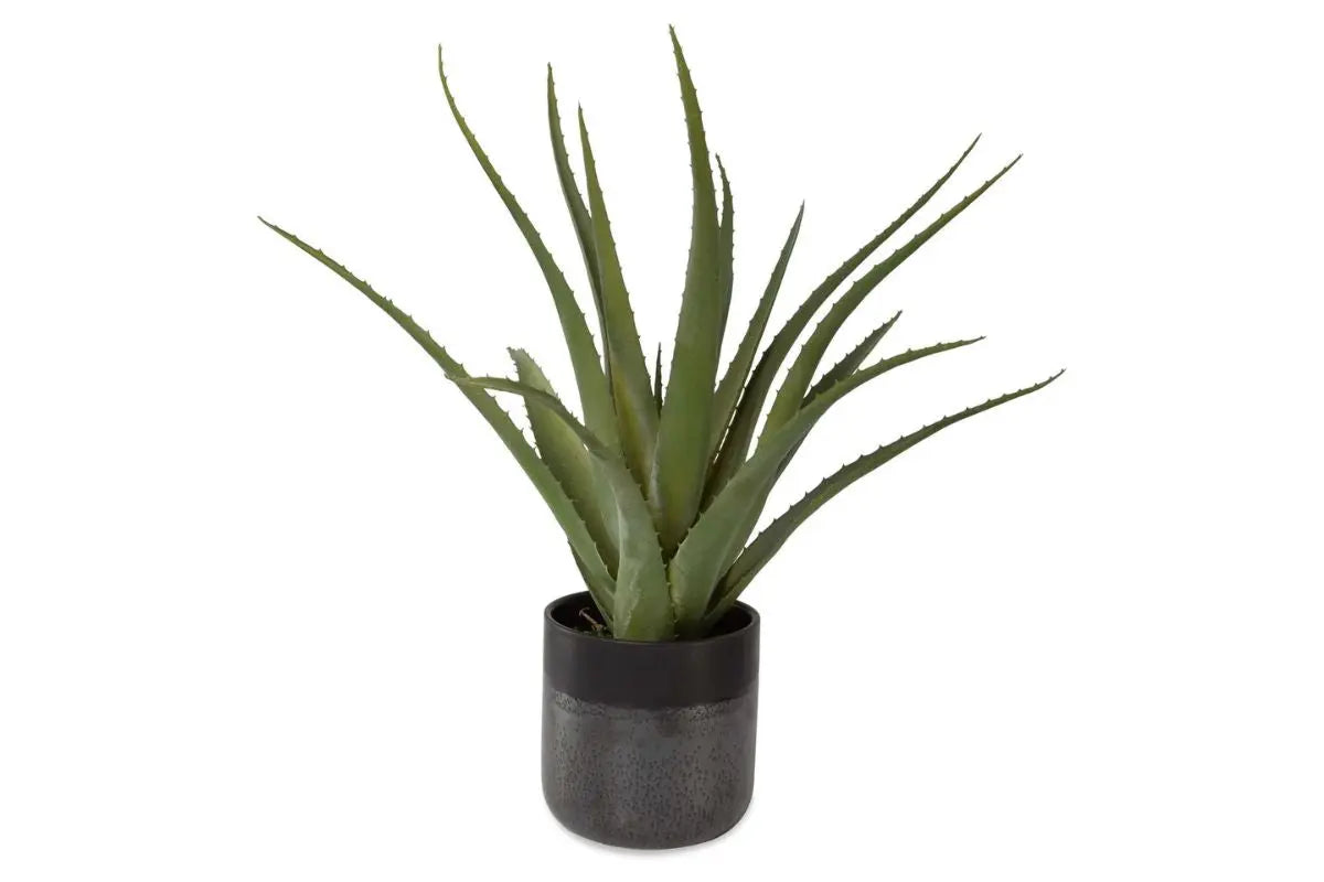 269732804:Tucson Plant,