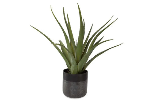 269732804:Tucson Plant,