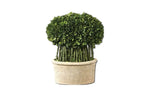 501951866:Willow