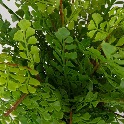831955842:Maidenhair Fern Plant,