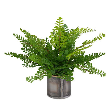 831955842:Maidenhair Fern Plant,